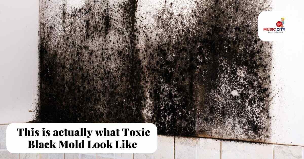 What Does Toxic Black Mold Look Like Top Guide to Prevention